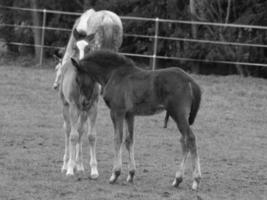 caballos en un prado alemán foto