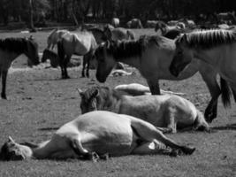 horses on a german meadow photo