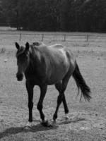 horses on a german meadow photo