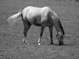 caballos en prado en Alemania foto