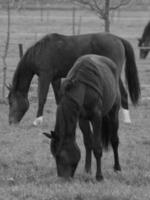 horses on a german meadow photo