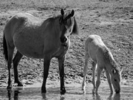 horses on a german meadow photo