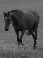 caballos y potros en alemania foto