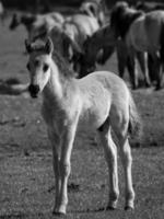 caballos en un prado alemán foto