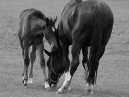 horses on a german meadow photo