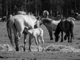 horses on a german meadow photo