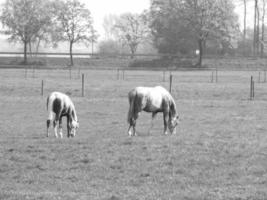 caballos en un prado alemán foto