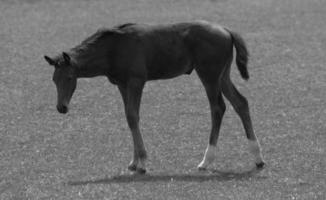 wild horses and folas photo