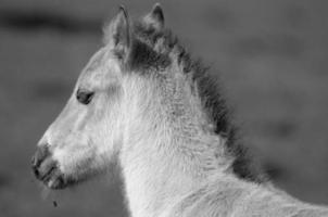 horses on a german meadow photo