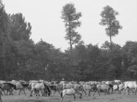 salvaje caballos en un alemán campo foto