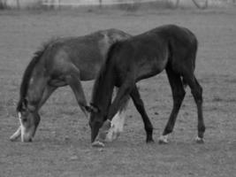 horses and foals in germany photo