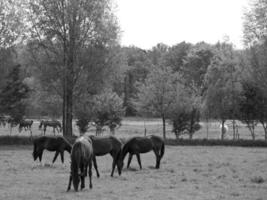 Horses in germany photo