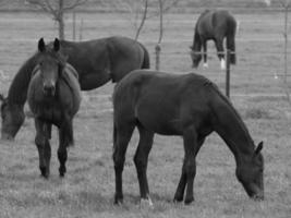 horses on a german meadow photo