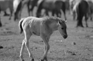 caballos en Alemania foto