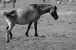 horses on a german meadow photo