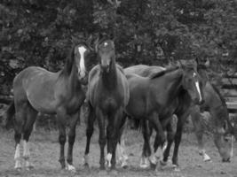 horses and foals in germany photo