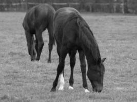 horses on a german meadow photo