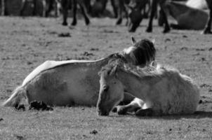 horses and foals in germany photo