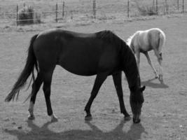 caballos en Alemania foto