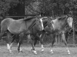 horses and foals in germany photo