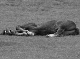 horses on a german meadow photo