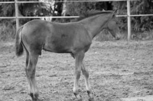 caballos en prado en Alemania foto