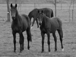 horses and foals in germany photo