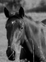 Horses in germany photo