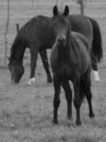 horses and foals in germany photo