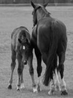 horses on a german meadow photo