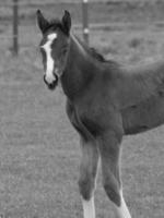 caballos en un prado alemán foto