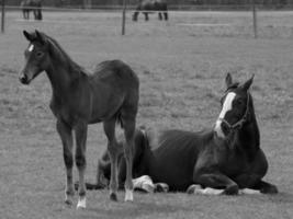 caballos en un prado alemán foto