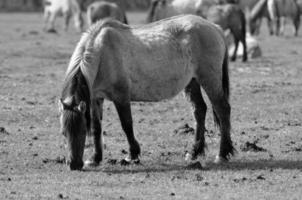 horses on a german meadow photo