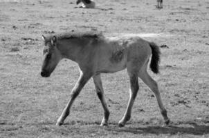 caballos en un prado alemán foto