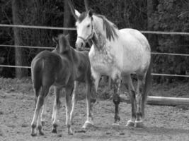 horses and foals in germany photo