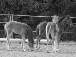 horses on a german meadow photo