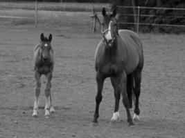 horses and foals in germany photo