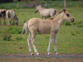 wild horses and foals in germany photo