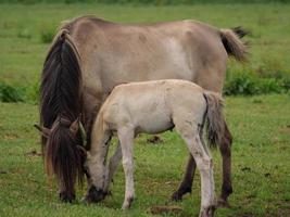 caballos y potros en alemania foto