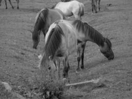 wild horses on a meadow photo