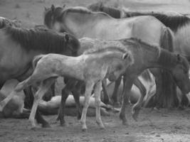 salvaje caballos en un alemán campo foto