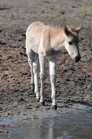 muchos caballos y potros foto