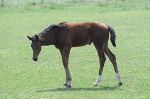 horses and foals in germany photo