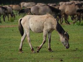 many horses and foals photo