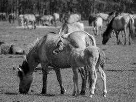 horses on a german meadow photo