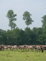 horses and foals in germany photo