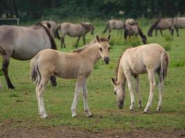 wild horses and foals in germany photo