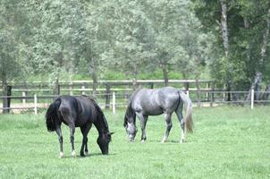 horses and foals in germany photo