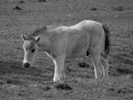 wild horses on a field photo