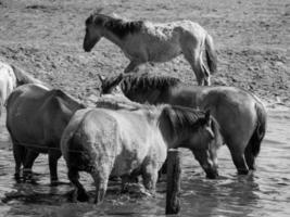 horses on a german meadow photo